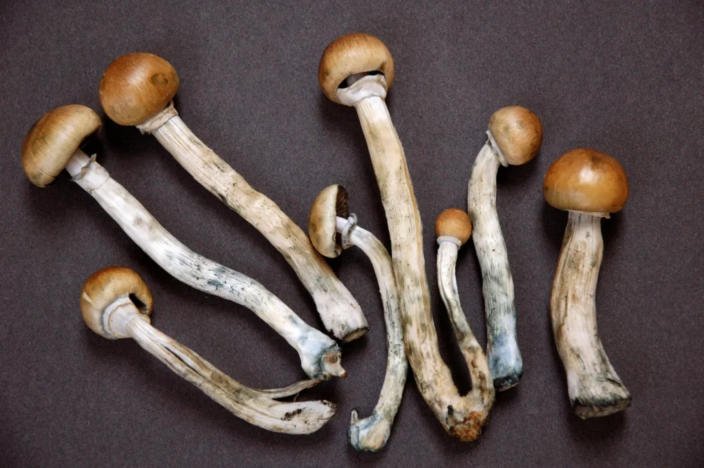 buy shrooms online uk